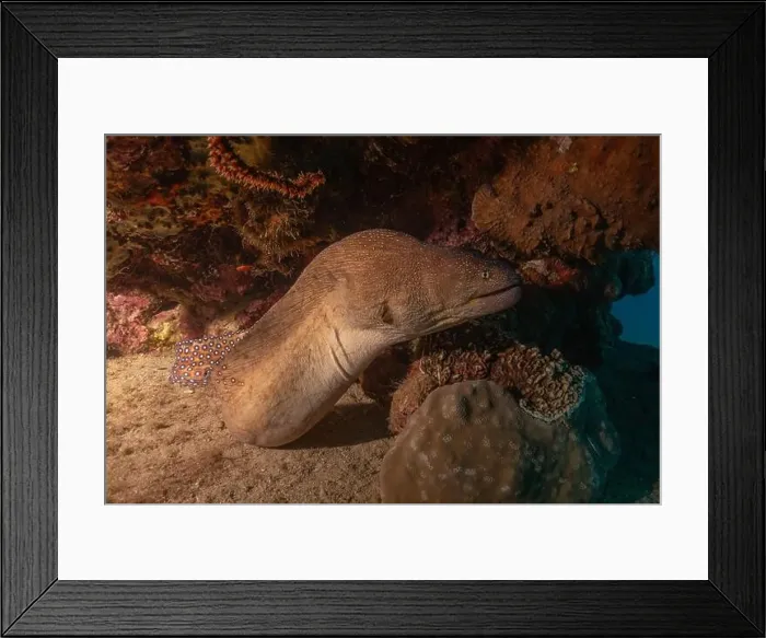 Framed Print : Moray eel Mooray lycodontis undulatus in the Red Sea, Eilat Israel Framed Print : Moray eel Mooray lycodontis undulatus in the Red Sea, Eilat Israel