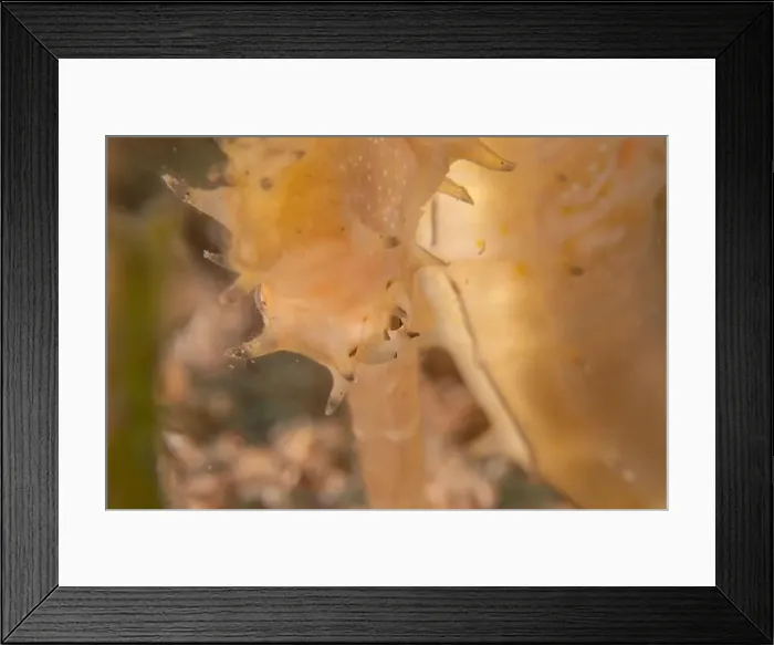 Framed Print : Sea Horse in the Red Sea Colorful and beautiful, Eilat Israel Framed Print : Sea Horse in the Red Sea Colorful and beautiful, Eilat Israel