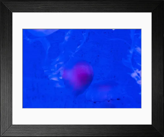 Framed Print : Red Orange White Big Jelly Fish in an Ocean Framed Print : Red Orange White Big Jelly Fish in an Ocean