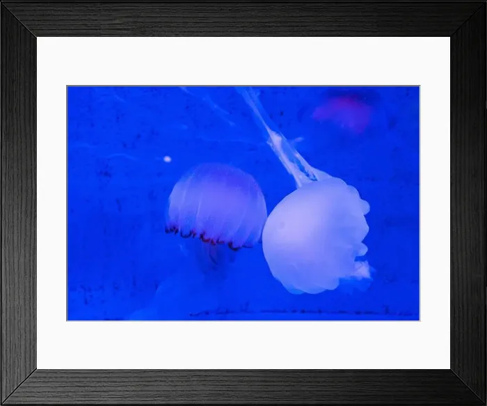 Framed Print : Red Orange White Big Jelly Fish in an Ocean Framed Print : Red Orange White Big Jelly Fish in an Ocean