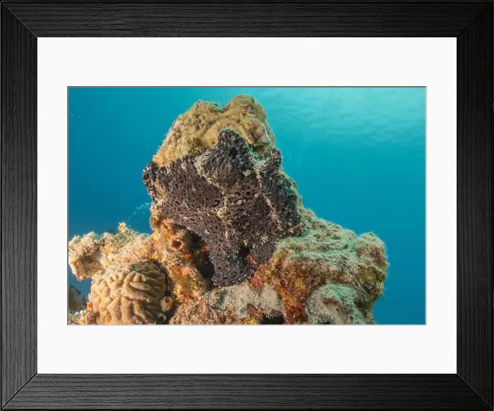 Framed Print : Frogfish swim in the Red Sea, colorful fish, Eilat Israel Framed Print : Frogfish swim in the Red Sea, colorful fish, Eilat Israel