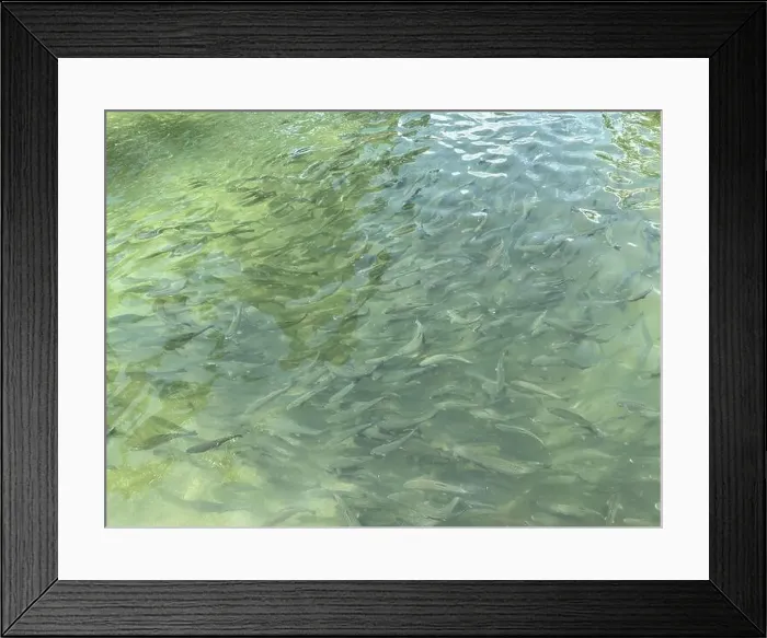 Framed Print : School of rainbow trout fishes in crystal clear cold water Framed Print : School of rainbow trout fishes in crystal clear cold water