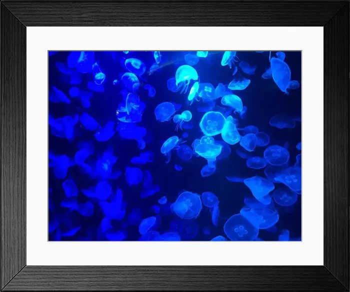 Framed Print : Beautiful colorful poisonous box jellyfish, Jellyfish in aquarium with black background. Selective focus Framed Print : Beautiful colorful poisonous box jellyfish, Jellyfish in aquarium with black background. Selective focus