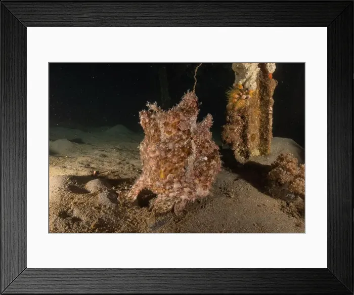 Framed Print : Frogfish swim in the Red Sea, colorful fish, Eilat Israel Framed Print : Frogfish swim in the Red Sea, colorful fish, Eilat Israel