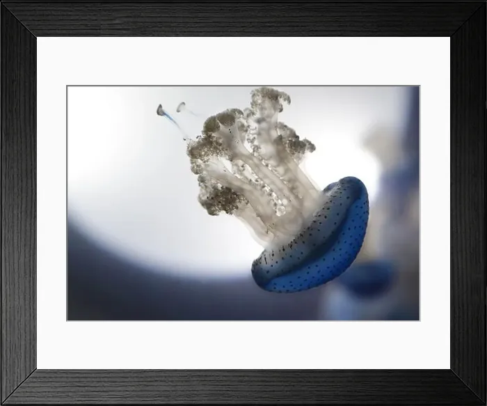 Framed Print : A jellyfish with a blue body and white tentacles swimming in the water Framed Print : A jellyfish with a blue body and white tentacles swimming in the water