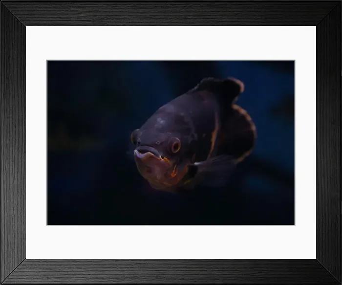 Framed Print : Portrait of an Oscar fish (Astronotus ocellatus) on black background