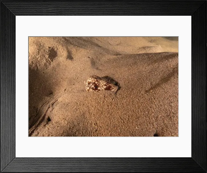 Framed Print : Conus Textile On the seabed in the Red Sea, Eilat Israel Framed Print : Conus Textile On the seabed in the Red Sea, Eilat Israel