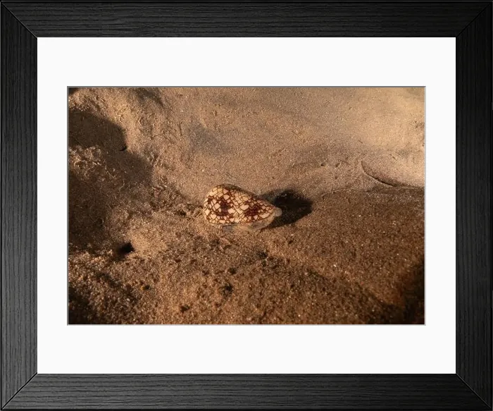 Framed Print : Conus Textile On the seabed in the Red Sea, Eilat Israel Framed Print : Conus Textile On the seabed in the Red Sea, Eilat Israel