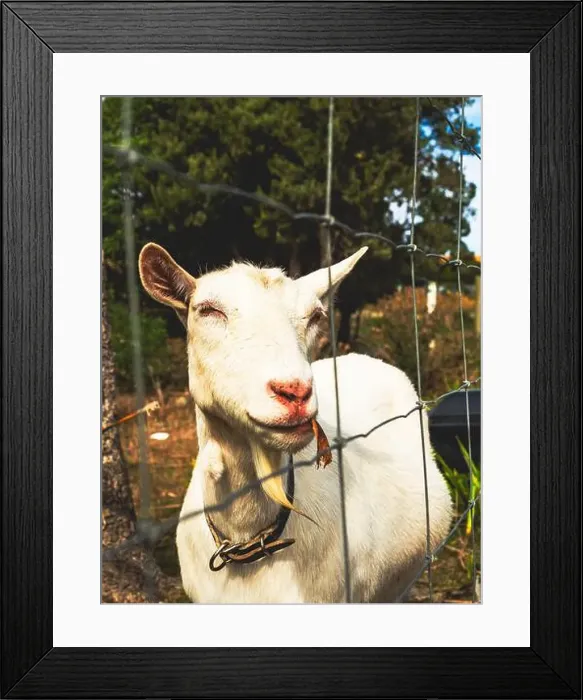 Framed Print : My Partner and I (mostly my partner) have been planning on traveling across the South Island for the pass year Framed Print : My Partner and I (mostly my partner) have been planning on traveling across the South Island for the pass year