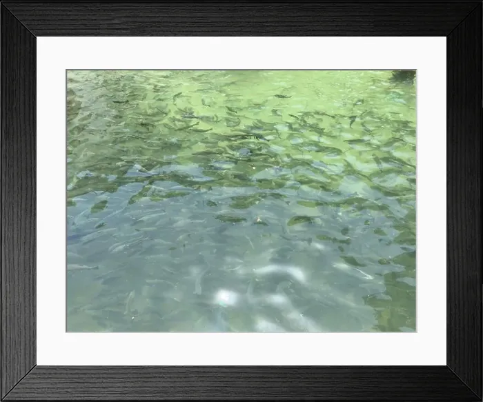 Framed Print : A group of freshwater trout fish circling in the pond Framed Print : A group of freshwater trout fish circling in the pond