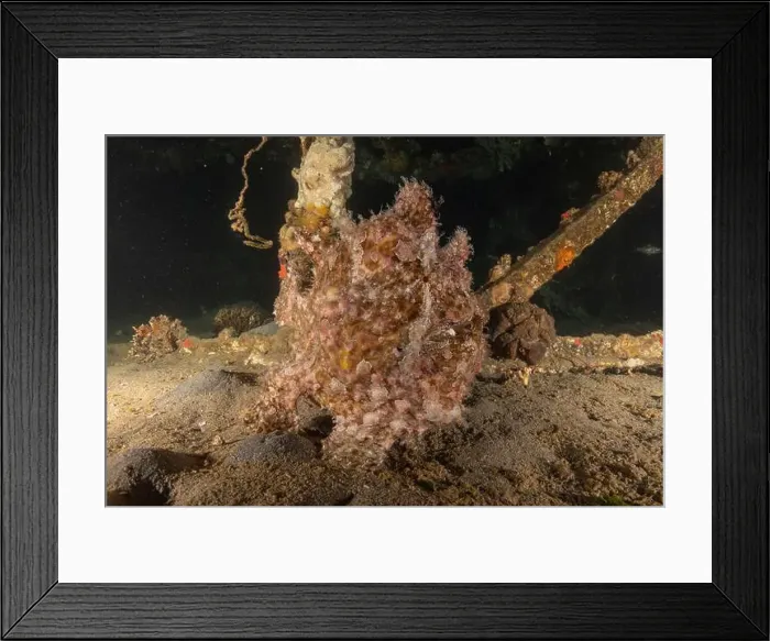 Framed Print : Frogfish swim in the Red Sea, colorful fish, Eilat Israel Framed Print : Frogfish swim in the Red Sea, colorful fish, Eilat Israel