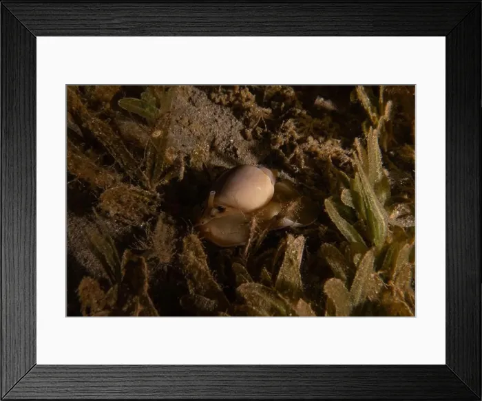 Framed Print : Sea snail in the Red Sea Colorful and beautiful, Eilat Israel Framed Print : Sea snail in the Red Sea Colorful and beautiful, Eilat Israel