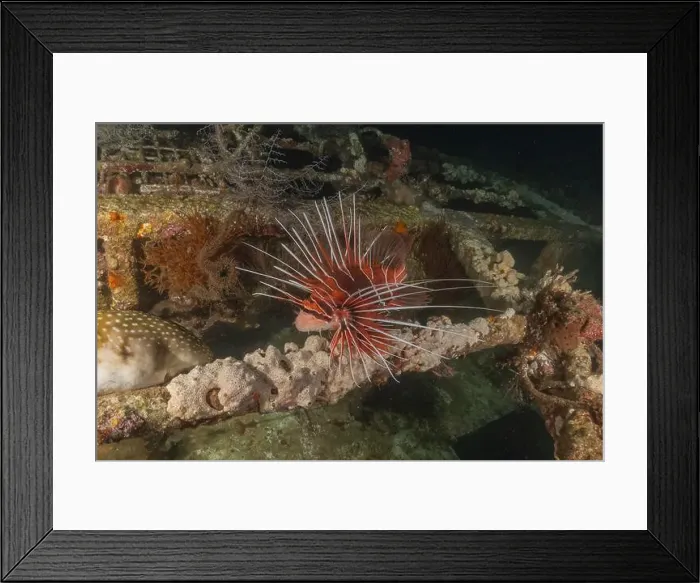 Framed Print : Lionfish in the Red Sea colorful fish, Eilat Israel Framed Print : Lionfish in the Red Sea colorful fish, Eilat Israel