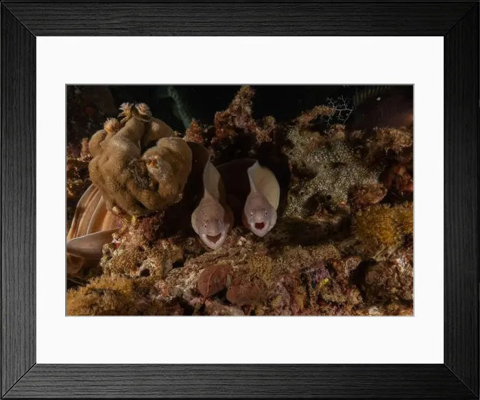 Framed Print : Moray eel Mooray lycodontis undulatus in the Red Sea, Eilat Israel Framed Print : Moray eel Mooray lycodontis undulatus in the Red Sea, Eilat Israel
