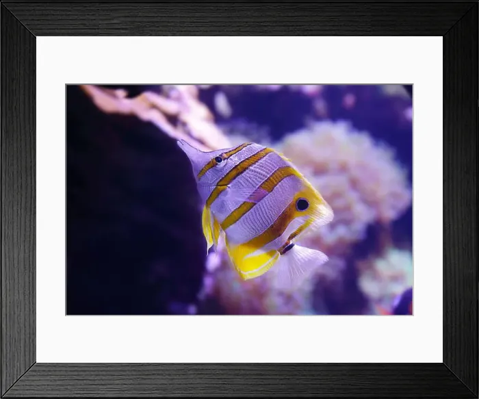 Framed Print : Portrait of a copperband butterflyfish also known as the beaked coral fish (Chelmon rostratus)