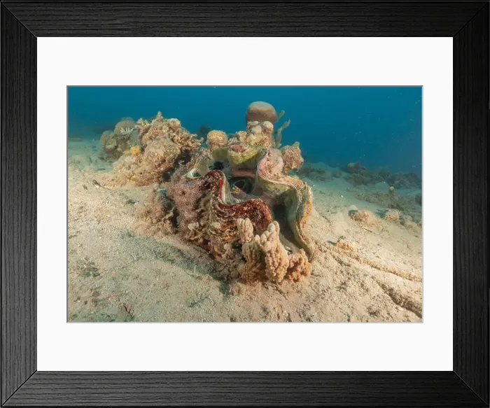 Framed Print : Giant Clam in the Red Sea Colorful and beautiful, Eilat Israel Framed Print : Giant Clam in the Red Sea Colorful and beautiful, Eilat Israel