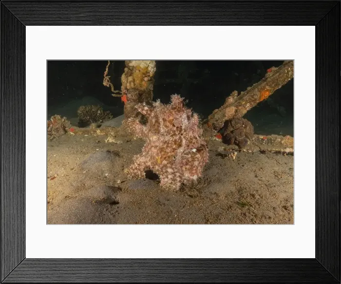 Framed Print : Frogfish swim in the Red Sea, colorful fish, Eilat Israel Framed Print : Frogfish swim in the Red Sea, colorful fish, Eilat Israel