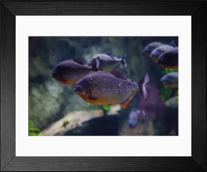 Framed Print : Several Red-bellied piranha (Pygocentrus nattereri) Framed Print : Several Red-bellied piranha (Pygocentrus nattereri)