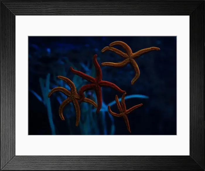 Framed Print : Several yellow and orange starfish on a blue background Framed Print : Several yellow and orange starfish on a blue background