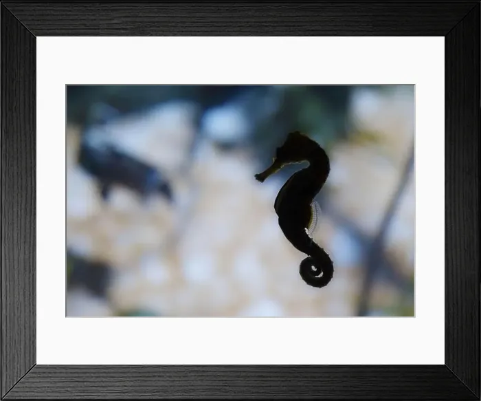 Framed Print : Backlight of a short-snouted seahorse (Hippocampus hippocampus) Framed Print : Backlight of a short-snouted seahorse (Hippocampus hippocampus)