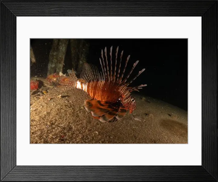 Framed Print : Lionfish in the Red Sea colorful fish, Eilat Israel Framed Print : Lionfish in the Red Sea colorful fish, Eilat Israel