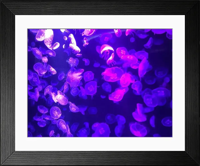 Framed Print : Beautiful colorful poisonous box jellyfish, Jellyfish in aquarium with black background. Selective focus Framed Print : Beautiful colorful poisonous box jellyfish, Jellyfish in aquarium with black background. Selective focus