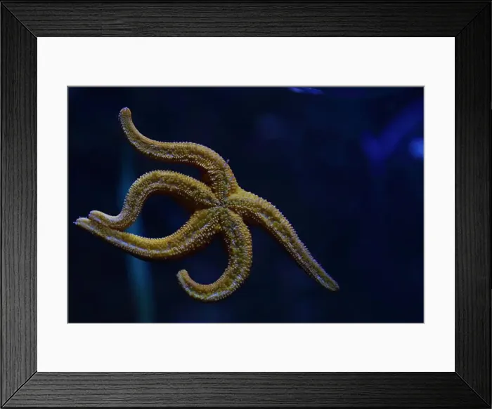 Framed Print : Yellow starfish on a blue background