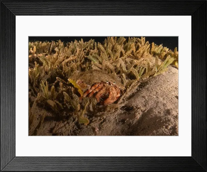 Framed Print : Hermit Crab in the Red Sea Colorful and beautiful, Eilat Israel Framed Print : Hermit Crab in the Red Sea Colorful and beautiful, Eilat Israel