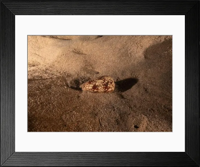 Framed Print : Conus Textile On the seabed in the Red Sea, Eilat Israel Framed Print : Conus Textile On the seabed in the Red Sea, Eilat Israel