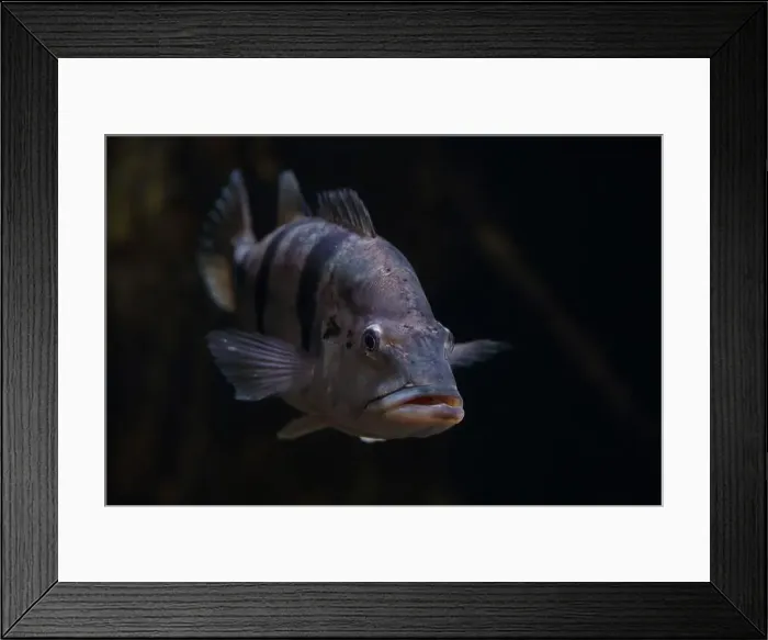 Framed Print : Closeup of Cichla temensis underwater Framed Print : Closeup of Cichla temensis underwater