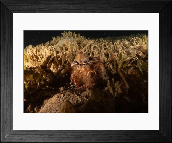 Framed Print : Hermit Crab in the Red Sea Colorful and beautiful, Eilat Israel Framed Print : Hermit Crab in the Red Sea Colorful and beautiful, Eilat Israel