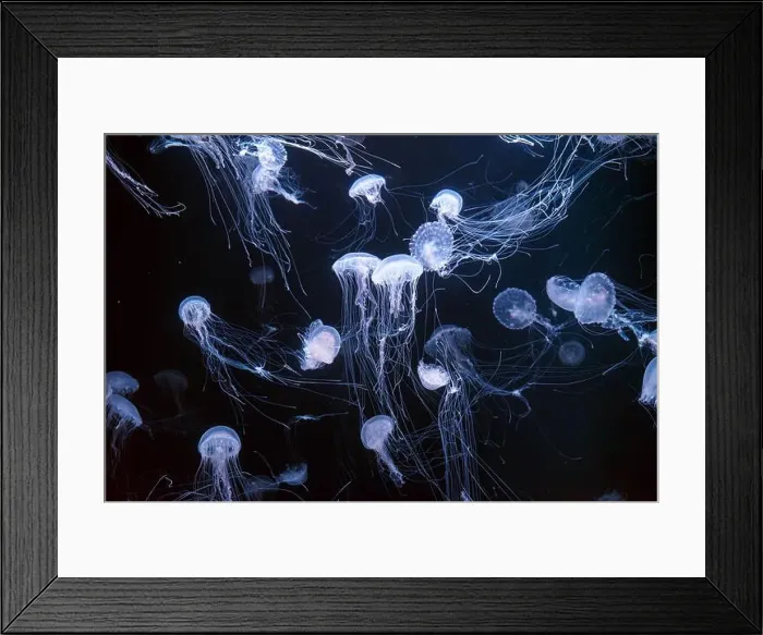 Framed Print : Atlantic sea nettle, Chrysaora quinquecirrha Framed Print : Atlantic sea nettle, Chrysaora quinquecirrha