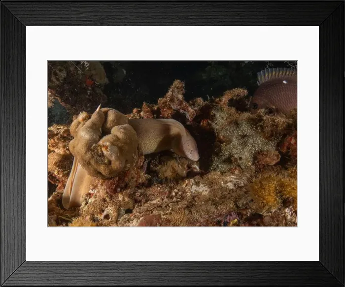 Framed Print : Moray eel Mooray lycodontis undulatus in the Red Sea, Eilat Israel Framed Print : Moray eel Mooray lycodontis undulatus in the Red Sea, Eilat Israel