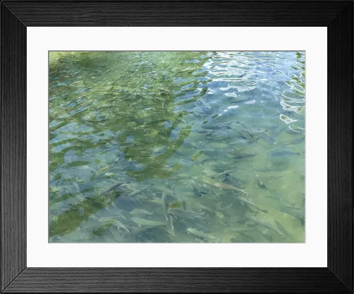 Framed Print : Beautiful rainbow trout swimming in crystal clear transparent water of a river in swat madyan chail valley, Pakistan Framed Print : Beautiful rainbow trout swimming in crystal clear transparent water of a river in swat madyan chail valley, Pakistan
