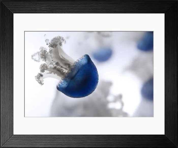 Framed Print : A jellyfish with a blue body and white tentacles swimming in the water Framed Print : A jellyfish with a blue body and white tentacles swimming in the water