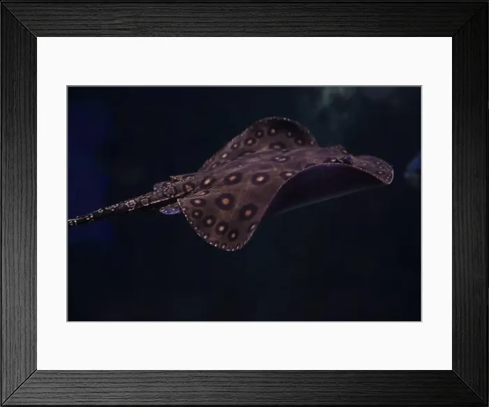 Framed Print : Ocellate river stingray (Potamotrygon motoro) swimming in calm and clear water Framed Print : Ocellate river stingray (Potamotrygon motoro) swimming in calm and clear water