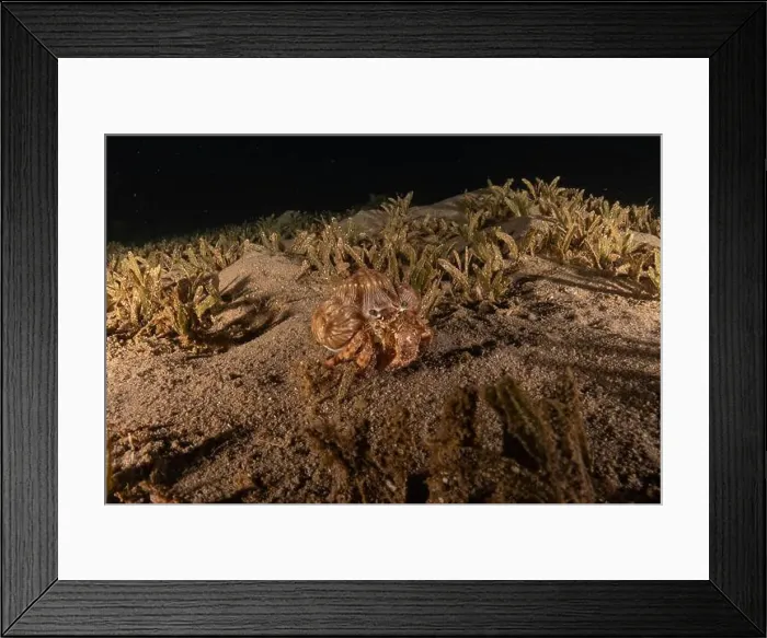 Framed Print : Hermit Crab in the Red Sea Colorful and beautiful, Eilat Israel Framed Print : Hermit Crab in the Red Sea Colorful and beautiful, Eilat Israel