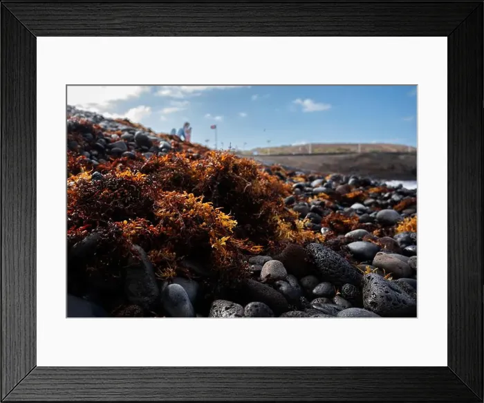Framed Print : A rocky beach with a large amount of seaweed on it. The seaweed is brown and green and covers the rocks Framed Print : A rocky beach with a large amount of seaweed on it. The seaweed is brown and green and covers the rocks