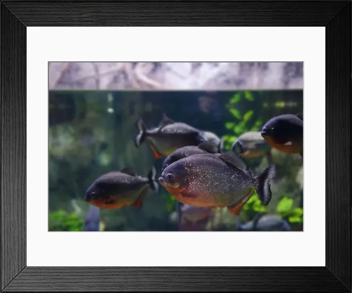 Framed Print : Several Red-bellied piranha (Pygocentrus nattereri) Framed Print : Several Red-bellied piranha (Pygocentrus nattereri)