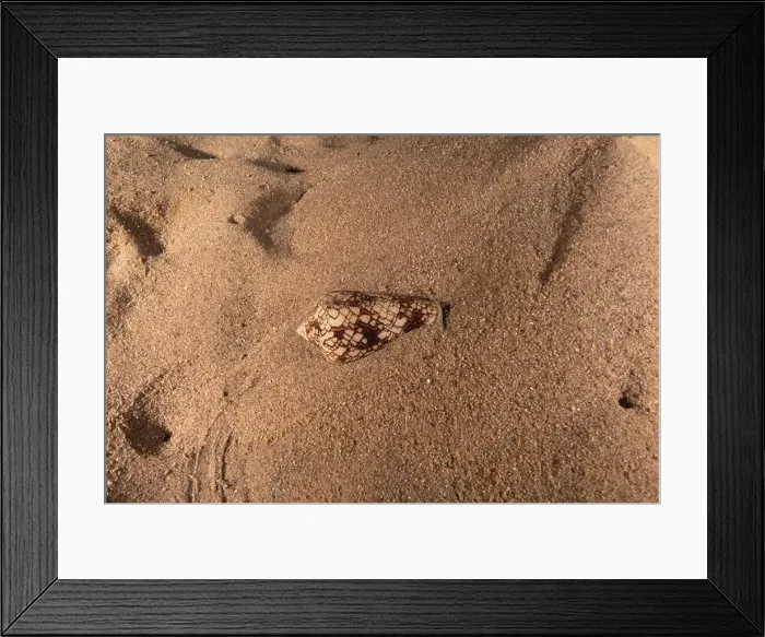 Framed Print : Conus Textile On the seabed in the Red Sea, Eilat Israel Framed Print : Conus Textile On the seabed in the Red Sea, Eilat Israel