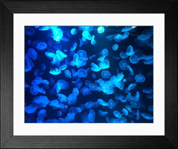 Framed Print : Beautiful colorful poisonous box jellyfish, Jellyfish in aquarium with black background. Selective focus Framed Print : Beautiful colorful poisonous box jellyfish, Jellyfish in aquarium with black background. Selective focus