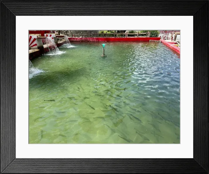 Framed Print : Rainbow trout in a fish hatchery retaining pond in a park in swat valley, Pakistan Framed Print : Rainbow trout in a fish hatchery retaining pond in a park in swat valley, Pakistan