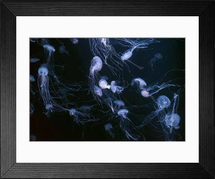 Framed Print : Atlantic sea nettle, Chrysaora quinquecirrha Framed Print : Atlantic sea nettle, Chrysaora quinquecirrha