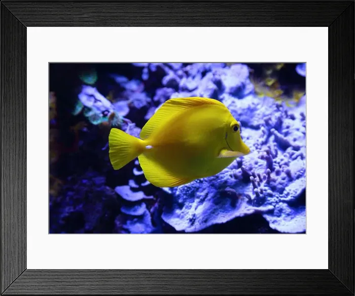 Framed Print : Portrait of a yellow tang (Zebrasoma flavescens) Framed Print : Portrait of a yellow tang (Zebrasoma flavescens)