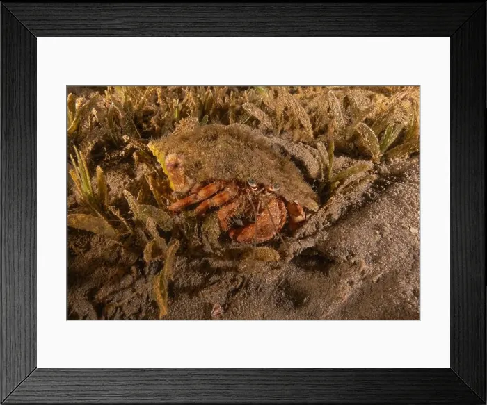 Framed Print : Hermit Crab in the Red Sea Colorful and beautiful, Eilat Israel Framed Print : Hermit Crab in the Red Sea Colorful and beautiful, Eilat Israel