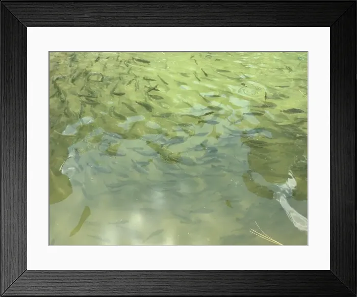Framed Print : Rainbow trout fish in a hatchery in Pakistan Framed Print : Rainbow trout fish in a hatchery in Pakistan