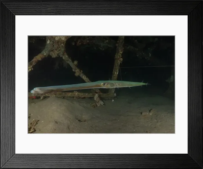 Framed Print : Squid in the Red Sea Colorful and beautiful, Eilat Israel Framed Print : Squid in the Red Sea Colorful and beautiful, Eilat Israel