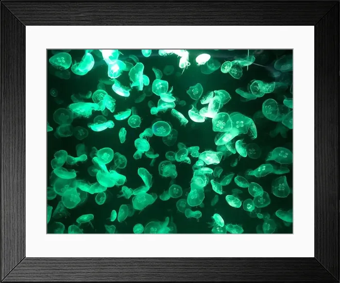 Framed Print : Beautiful colorful poisonous box jellyfish, Jellyfish in aquarium with black background. Selective focus Framed Print : Beautiful colorful poisonous box jellyfish, Jellyfish in aquarium with black background. Selective focus
