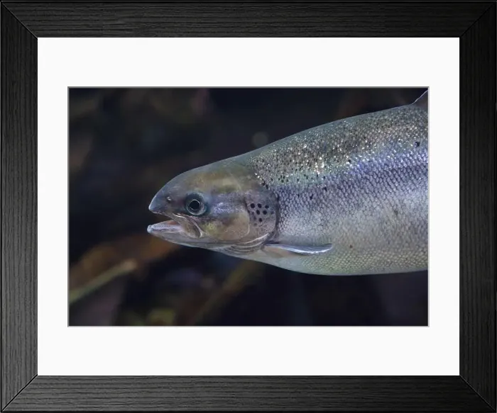 Framed Print : Portrait of a salmon swimming in calm water Framed Print : Portrait of a salmon swimming in calm water