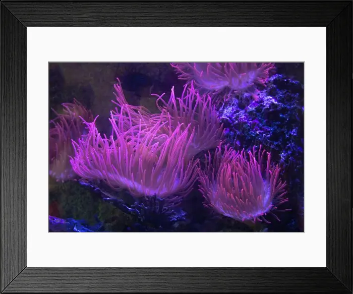Framed Print : Closeup up a colorful sea anemone coral reef background Framed Print : Closeup up a colorful sea anemone coral reef background